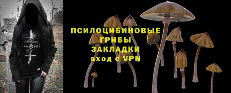 Галлюциногенные грибы Psilocybe  Донской 